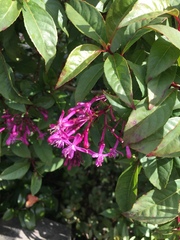 Fuchsia arborescens