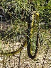Dendrelaphis punctulatus