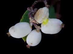 Symphoricarpos rotundifolius