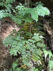 Adiantum trapeziforme