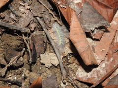 Hyphantria cunea