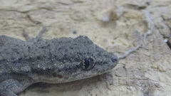 Mediodactylus sagittifer