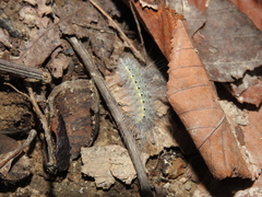 Hyphantria cunea