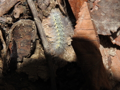 Hyphantria cunea