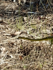 Dendrelaphis punctulatus