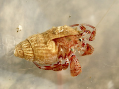 Pagurus armatus