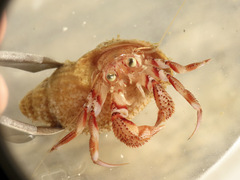 Pagurus armatus