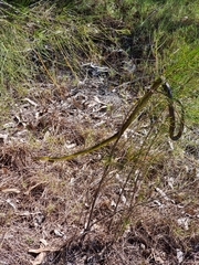 Dendrelaphis punctulatus