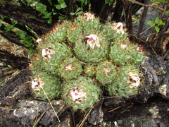 Coryphantha durangensis