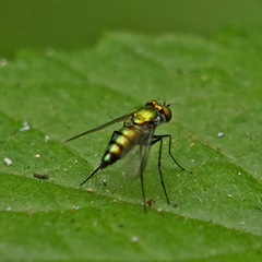 Condylostylus longicornis