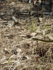 Dendrelaphis punctulatus