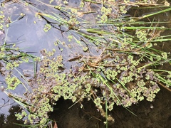 Azolla rubra