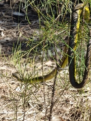 Dendrelaphis punctulatus