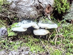 Rigidoporus populinus
