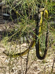 Dendrelaphis punctulatus