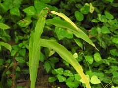 Tradescantia subaspera