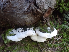 Rigidoporus populinus