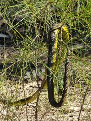 Dendrelaphis punctulatus