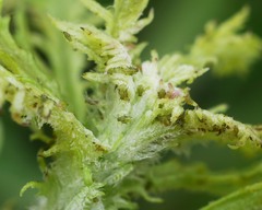 Aphidomorpha