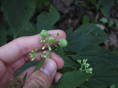 Schizomyia eupatoriflorae