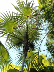 Coccothrinax