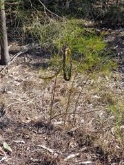Dendrelaphis punctulatus