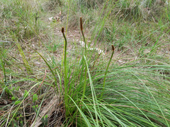 Xanthorrhoea minor lutea
