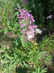 Aporia crataegi