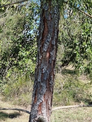 Pinus elliottii