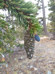 Pinus balfouriana