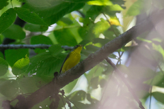 Cardellina canadensis