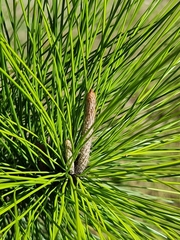 Pinus elliottii
