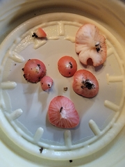 Sarcoscypha occidentalis