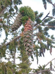 Pinus balfouriana