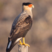 Crested Caracara - Photo (c) jachatata, some rights reserved (CC BY-NC)