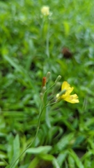 Ixeris chinensis