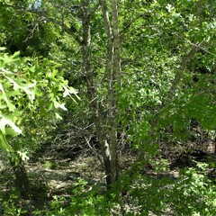 Quercus buckleyi