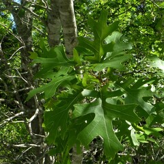 Quercus buckleyi