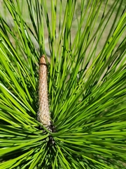 Pinus elliottii