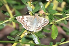 Heliopetes ericetorum