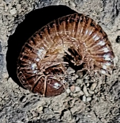 Cylindroiulus caeruleocinctus