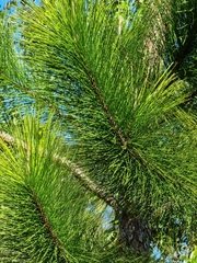 Pinus elliottii