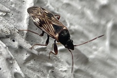 Paramyocara iridescens
