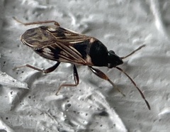 Paramyocara iridescens