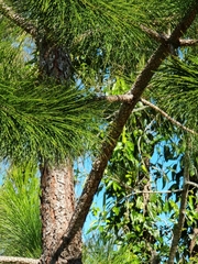 Pinus elliottii
