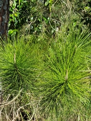 Pinus elliottii