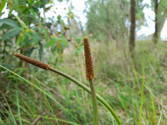 Xanthorrhoea minor lutea