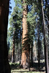 Sequoiadendron giganteum