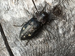 Phaenops drummondi