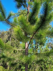Pinus elliottii